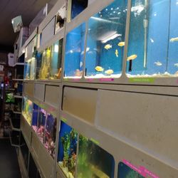 Aquarium Shop In Tulare 