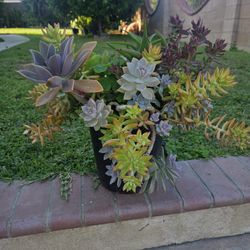 Decoration Suculents Plants Mix