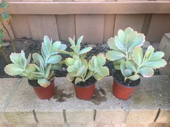 Kalanchoe Fedtschenkoi Variegata Variegated Lavender Scallops Succulents Waterwise Plants in 4” Pots