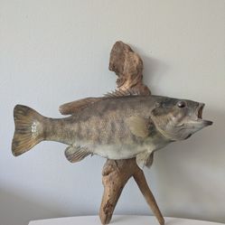 Taxidermy Small Mouth Bass