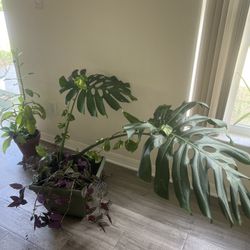 3 Plants
