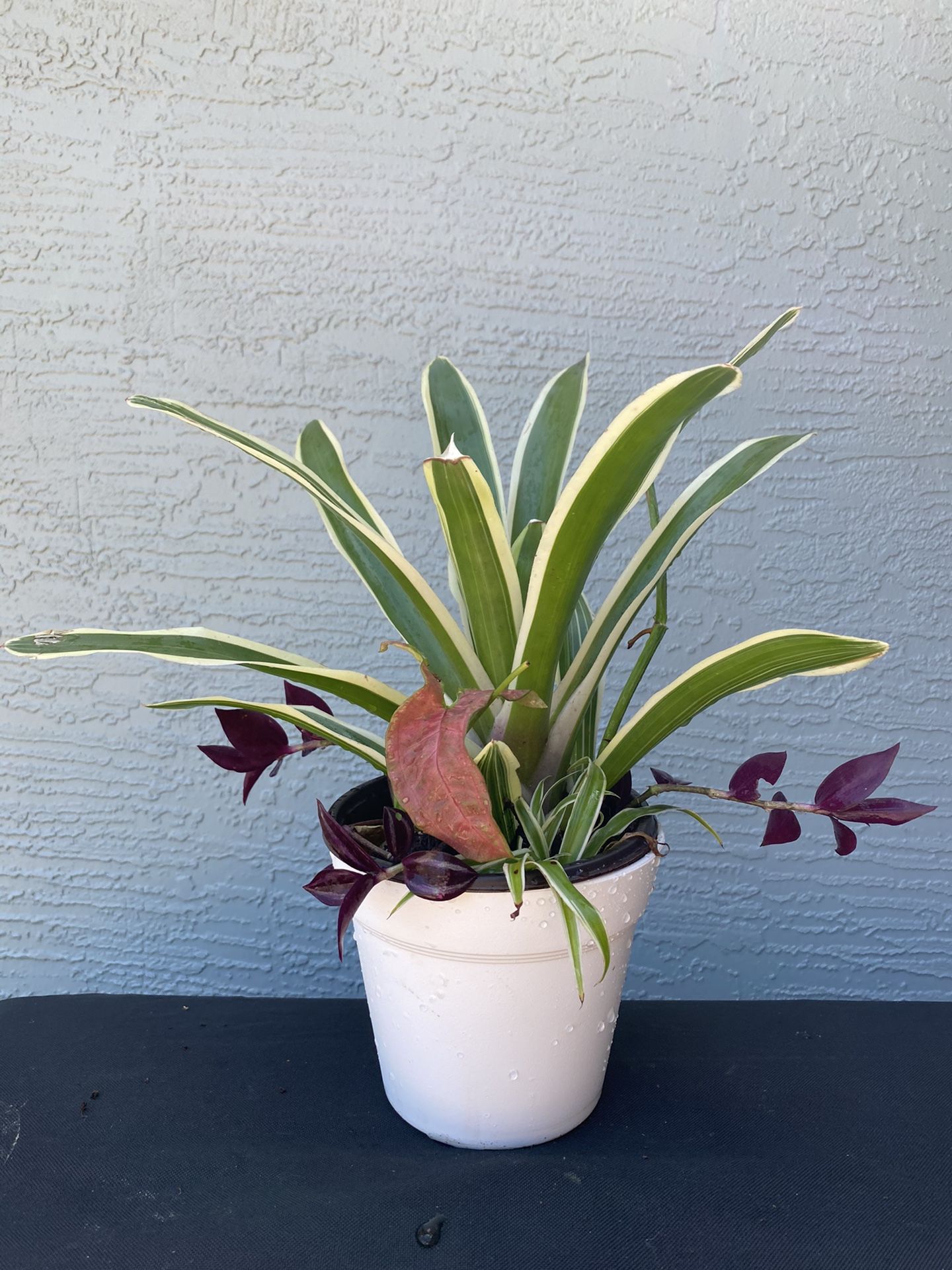 Container garden plant