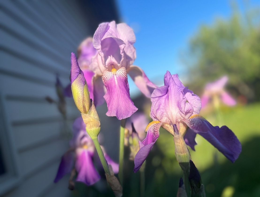 Light purple tall bearded iris rhizomes