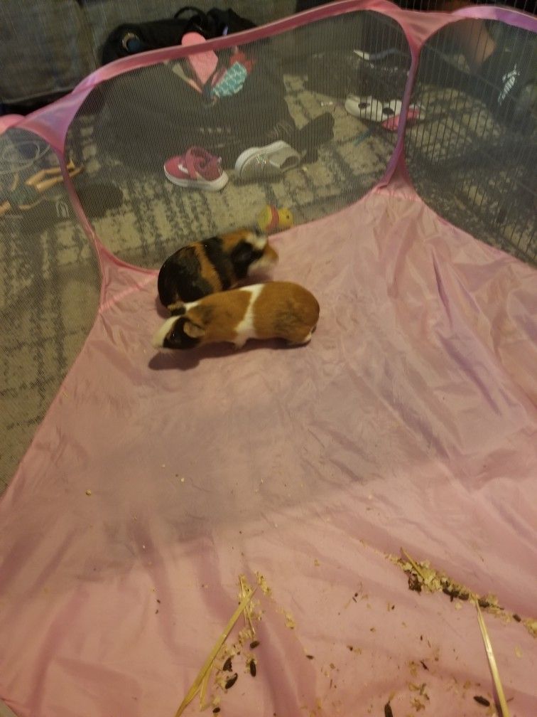 Guinea Pigs needs new home
