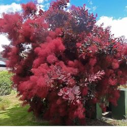 Royal Purple Smoketree 🌳🍁