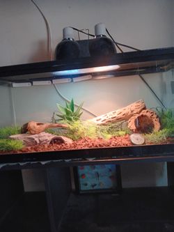 2.5 ft X 1ft X 1ft glass reptile terrarium