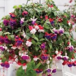 Hanging Baskets And Potted Plants 