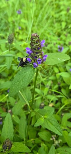 Self-Heal or Heal-All (Prunella vulgaris) freshly potted plants