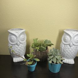 THREE Piece Succulent Bundle 