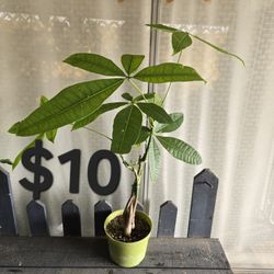Money Tree
