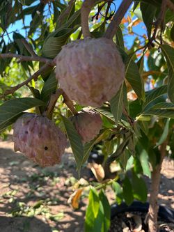 Geffner atemoya (cherimoya and Guanabana hybrid ) 35gal size