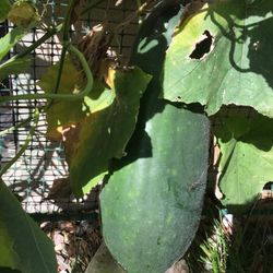 20 Dark Winter Melon Seed