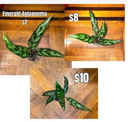 Emerald Aglaonema
