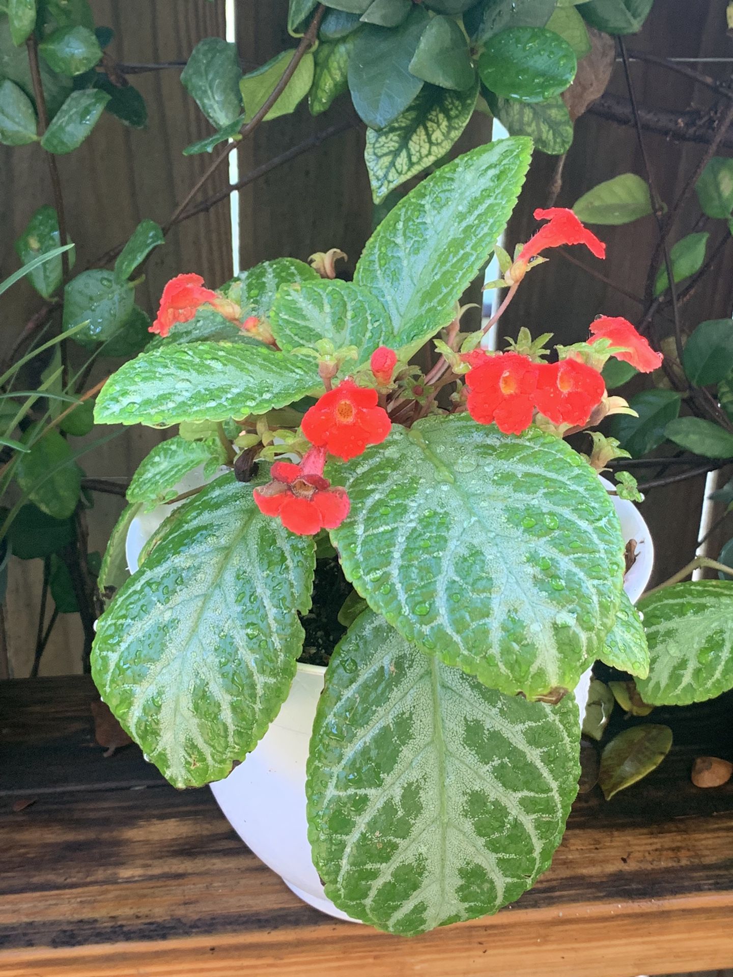 Flame violet /Episcia cupreata/perennial plant / Begonia Cubana/succulent/ Exotic Plant/ Home And garden Decir/flowers Plant