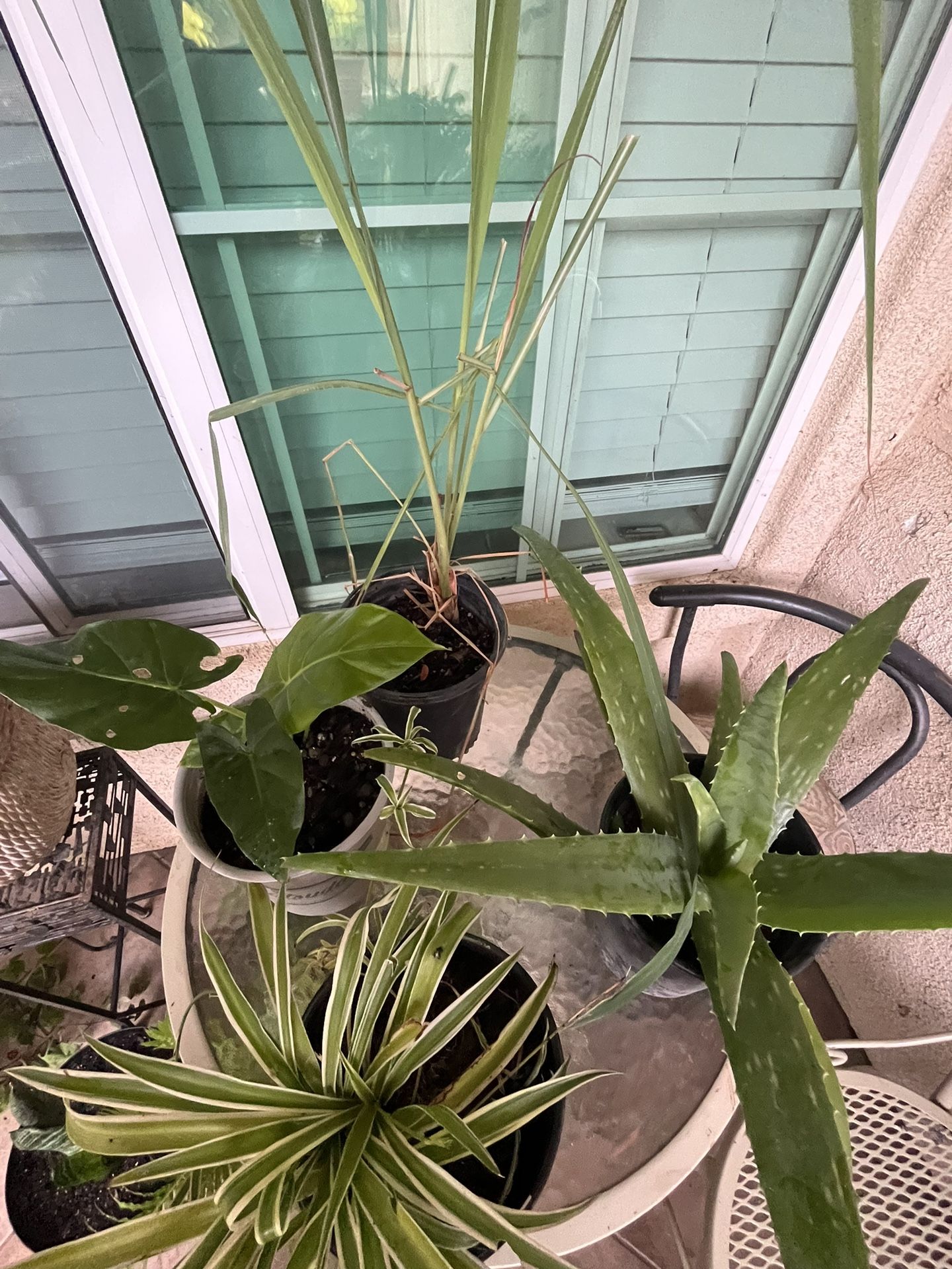 Misceláneo De Plantas En Venta Cada Una $6