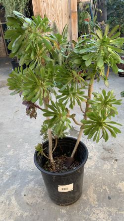 Suculenta