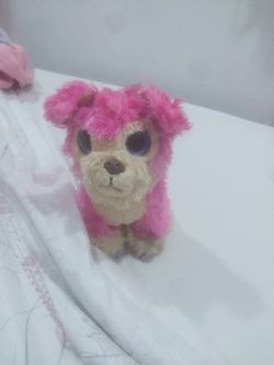 Toy Dog