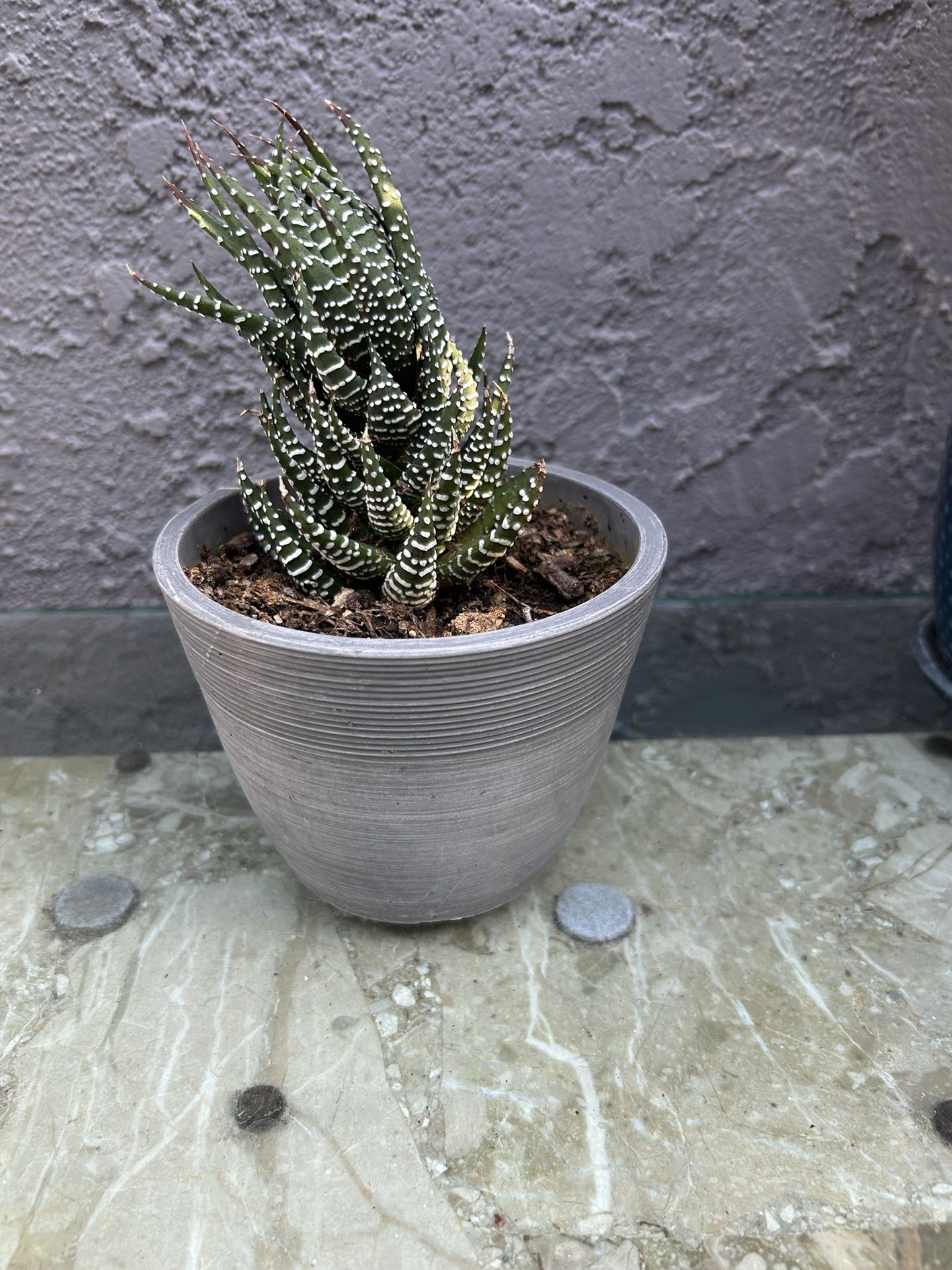 Plants