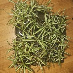 Spider Plants