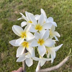 This Small White Plumeria / Frangipani Tree NO Pot See All Pictures of #88
