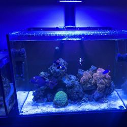 Reef Aquarium 