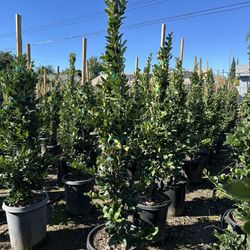 Ligustrum Waxleaf Privet 