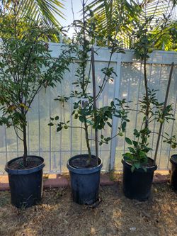 Arkansas Black Spur Apple Tree