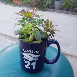 Planta Natural 5 Dólares Cada Una Para Un Detalle 