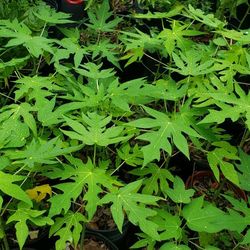 Papaya Plant 