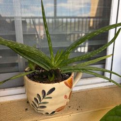 alloe Vera plant