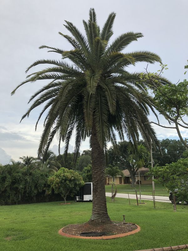 20’ feet tall Canary Palm tree for Sale in Plantation, FL OfferUp