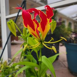 GLORIOSA seed pods --- $2