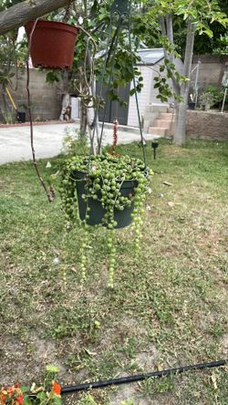 Succulent hanging plant