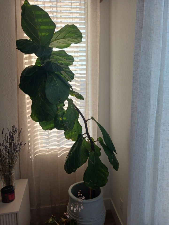 Indoor Plants Fiddle Leaf Fig Tree TALL 8ft