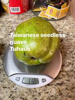 Taiwanese Seedless Guava Fruit Tree