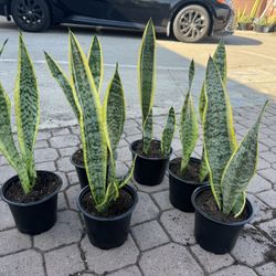 Snake Plant 5$ Each