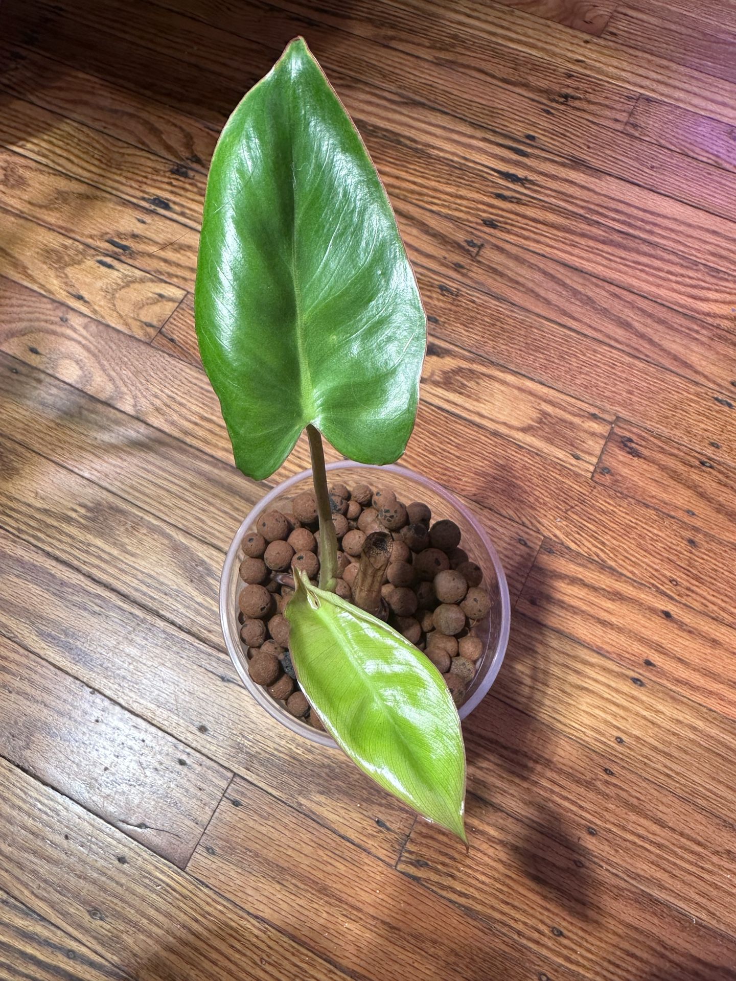 Philodendron Paraiso Verde Plant ( Reverted)