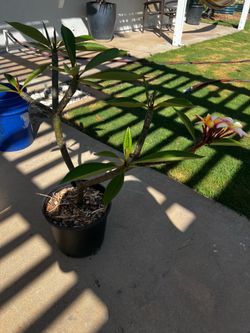 Plumeria Plant 3 Gallon Rooted