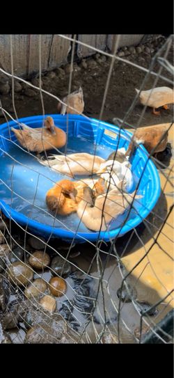 Venta de patos