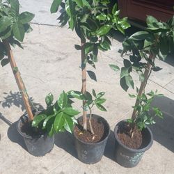 Grafted Standard Valencia Orange Trees 😃😃😃😃🌿🌿🌿🍊🍊🍊🍊