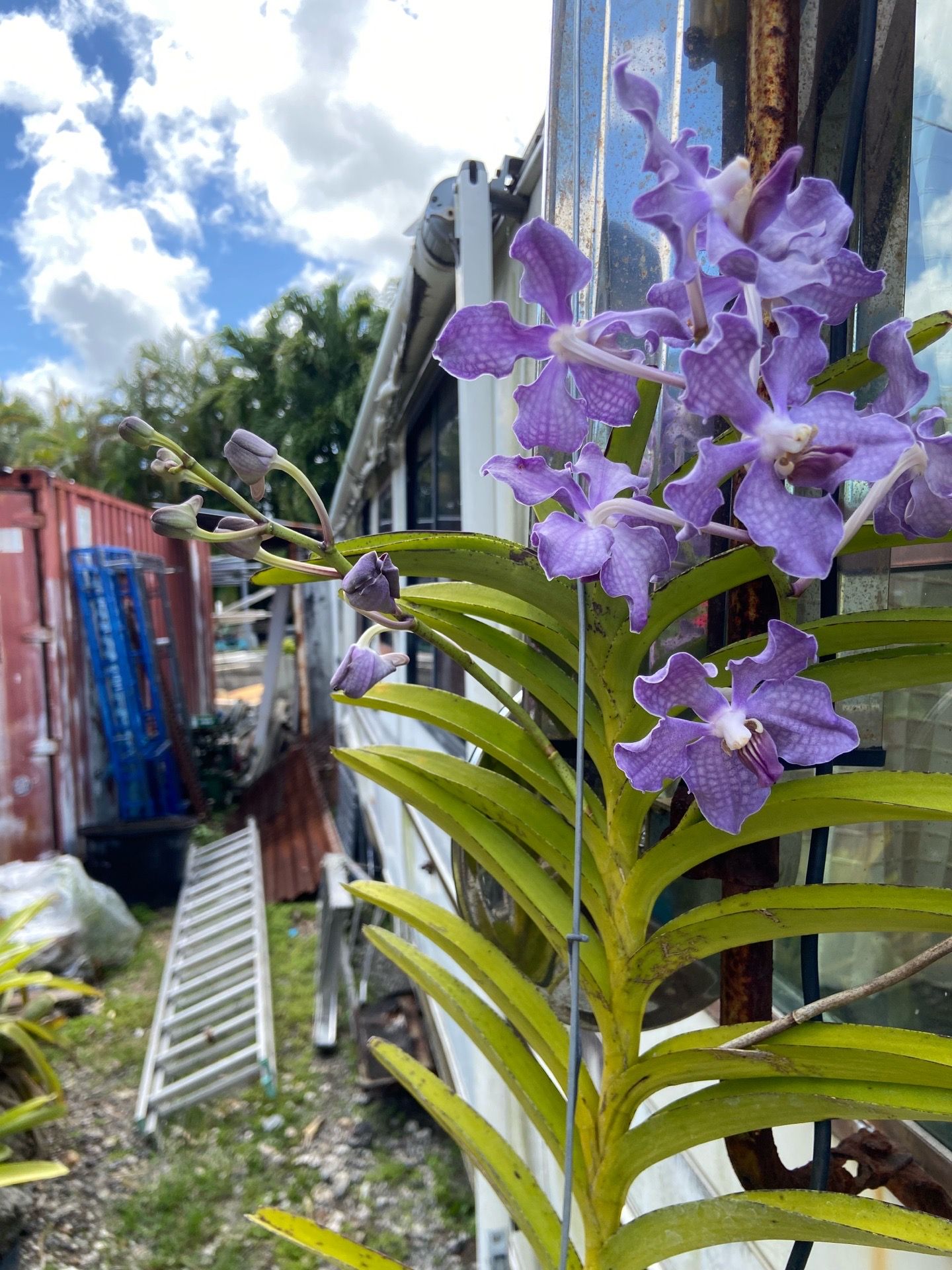 Blooming Vanda orchid
