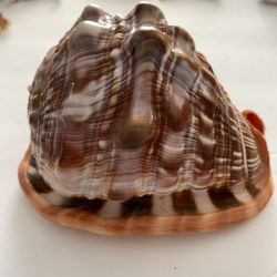 Bullmouth, Red Helmet, Cameo Sea Shell 5”