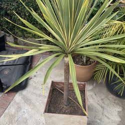 Cabbage Palm Plant 
