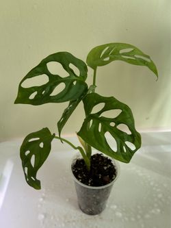 Monstera Adansonii