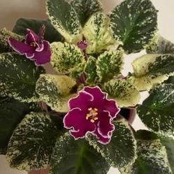 leaf cutting for propagation- Le Oksana