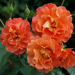 Premium Climbing Westerland Rose – Vibrant & Fragrant