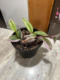 Tradescantia nanouk
