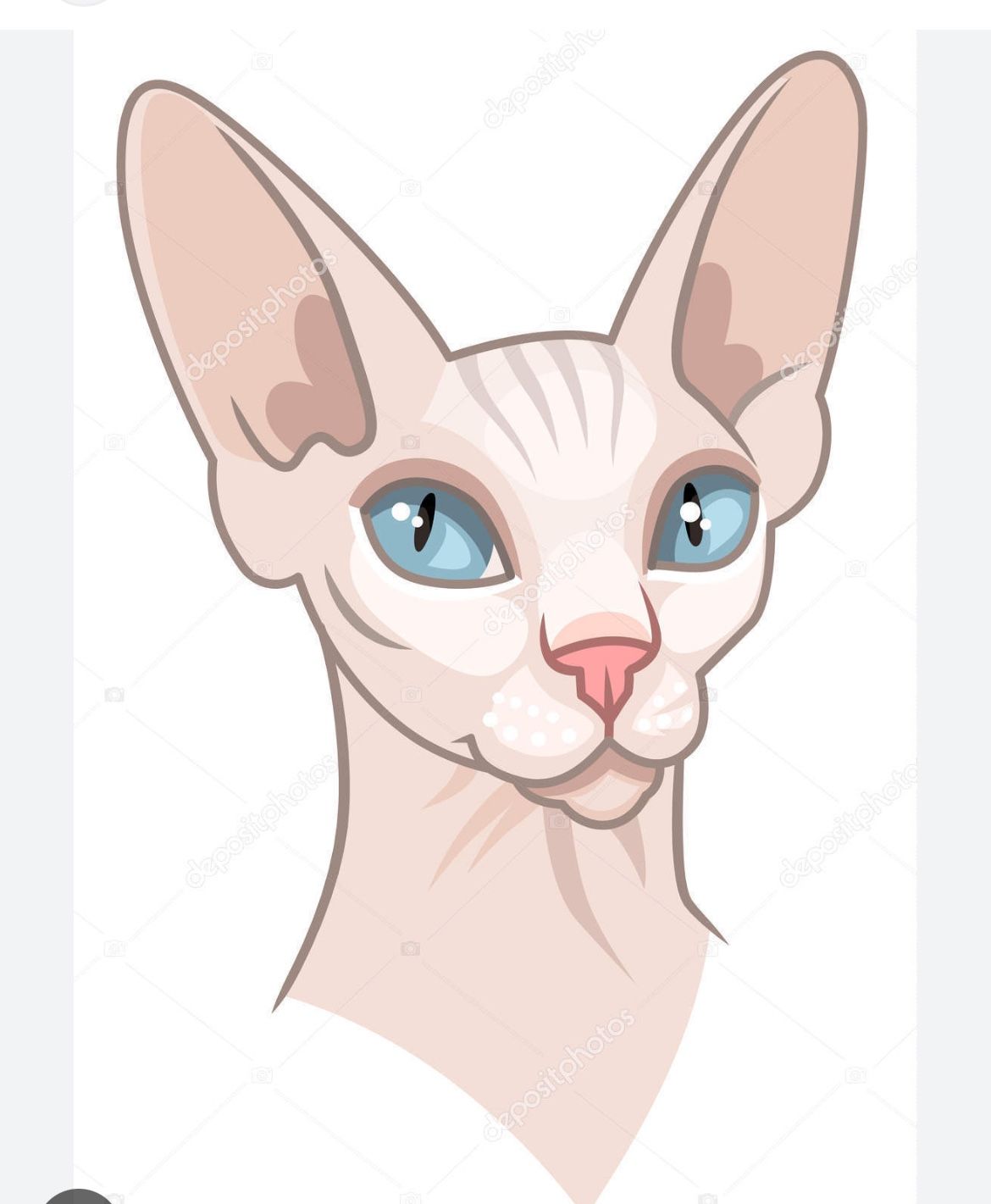 Sphynx/Cat Clothing