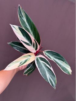4” Calathea triostar