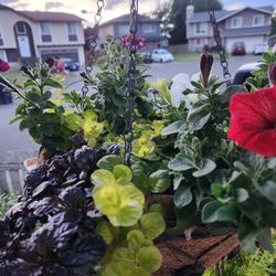 All/full Sun Flowering Baskets